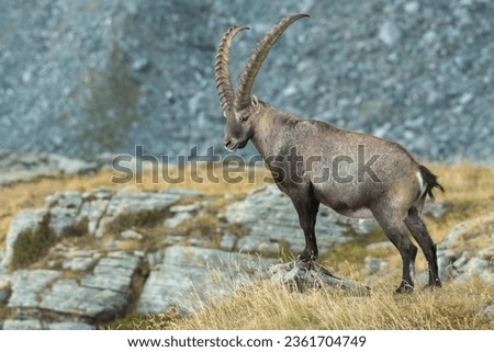 Massive male alpine ibex or mountain goat (Capra ibex) showing its power standing in a summer alpine meadow against rocky slopes, Alps mountains, Italy. Royalty-Free Stock Photo #2361704749