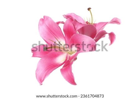 Beautiful pink lily flowers isolated on white Royalty-Free Stock Photo #2361704873