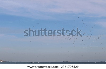 nature photo in summer. Calm sea, deep blue sky, postcard, peaceful photo of landscape intertwined with nature. Ships in the distance, flocks of birds flying, white and pink cotton cumulus clouds.