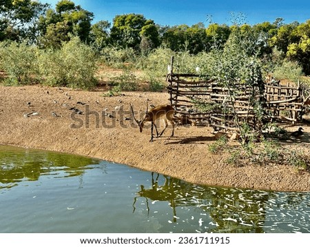 Gazelle dama, Nanger dama in zoological garden of Rabat Morocco.