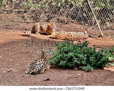Leptailurus serval wild cat in zoological zoo Rabat. Zoological garden of Rabat Morocco.