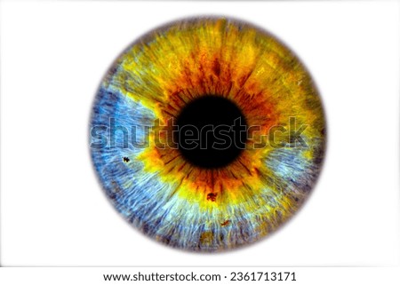 Close up of eye iris on white background, macro, photography
