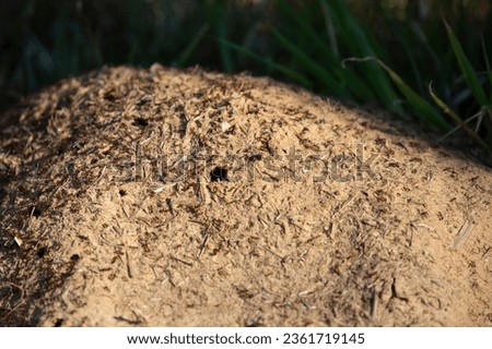 Imported fire ants (Solenopsis invicta) crawling in and out of their ant hill