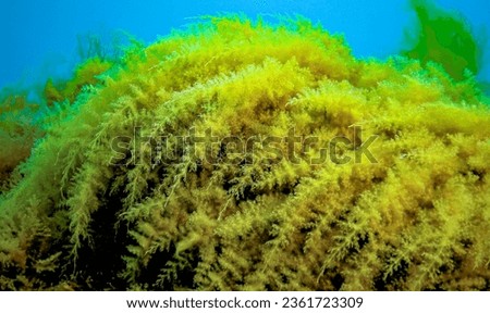Black Sea, Hydroids Obelia, (coelenterates), Macrophytes Red and Green algae Royalty-Free Stock Photo #2361723309