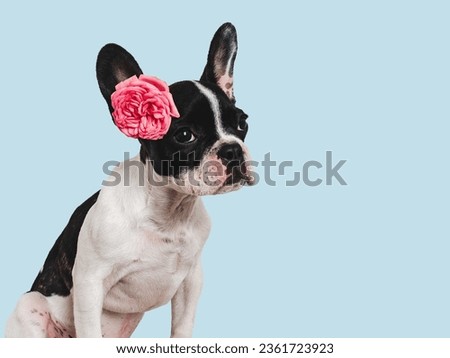 Cute puppy and bright flower. Close-up, indoors. Studio shot. Congratulations for family, relatives, loved ones, friends and colleagues. Pets care concept