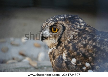 Close-up head of an eagle owl looking to the left