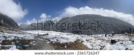 Yumthang valley Mountain adventure landscape photo. Mountain tree picture. 