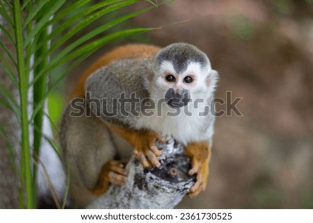 Spider Monkey close up in Costa Rica