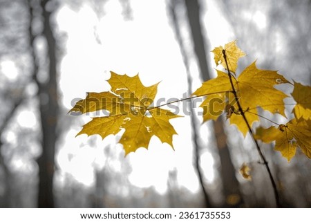 Golden autumn pattern of dry old yellow colorful autumn crisp leaves on tree branch at park. Close up of natural texture fall background leaf brown at woody forest