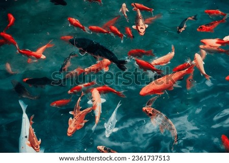 Japanese koi carp fishes swim in pond