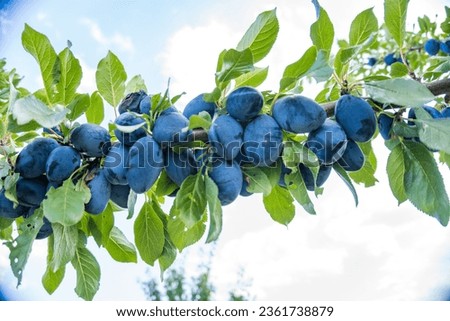 Tree Branches Full of Plums in the Garden Vegetation Background Sunny Autumn Day Royalty-Free Stock Photo #2361738879