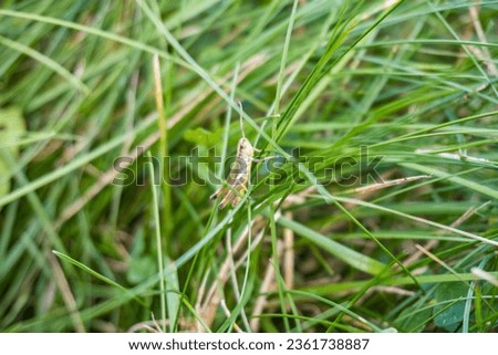 dark bush-cricket. Pholidoptera griseoaptera. on grass blade Royalty-Free Stock Photo #2361738887