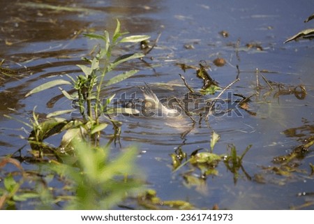 Red-eared slider (Trachemys scripta elegans) and an eastern mud turtle (Kinosternon subrubrum) eating a dead fish underwater Royalty-Free Stock Photo #2361741973
