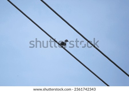 Curious Eurasian collared-dove (Streptopelia decaocto) looking over its shoulder from a perch on a wire, with a blue sky in the background