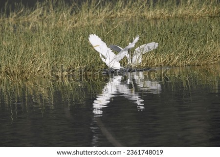 Dramatic movement of great egret near lake. Beautiful wall paintings or posters Seasonal greetings of white bird. Cool image