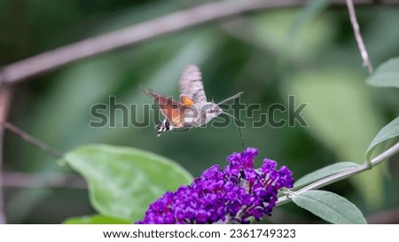 The hummingbird hawk-moth is a species of hawk moth, this fast-flying insect photographed at a butterfly bush in the village of Vianden, Luxembourg