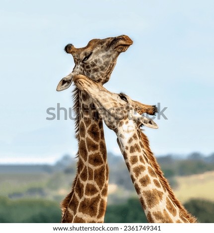 A pair of gorgeous giraffes in love, bringing their long necks together, caress each other close-up