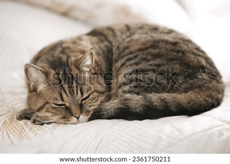 Lazy tabby grey cat sleeping on the bed. Domestic cat relaxing. Royalty-Free Stock Photo #2361750211