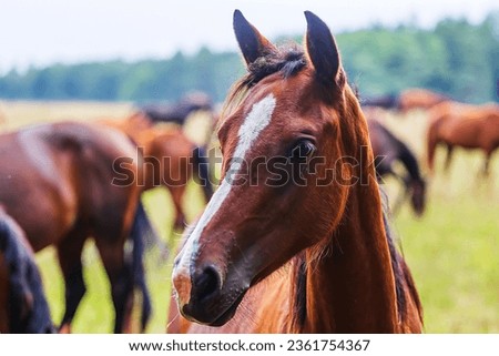 dark brown horses close-up portrait with a light spot on the forehead