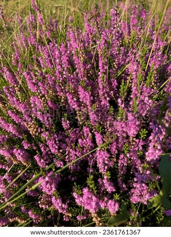 Stunning view of the beautiful blooming purple pink heather Calluna Vulgaris flowers close up in famous park Lueneburger Heide Royalty-Free Stock Photo #2361761367