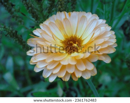 Calendula Officinalis, Pink Surprise, brilliantly coloured pink and yellow blooms Royalty-Free Stock Photo #2361762483