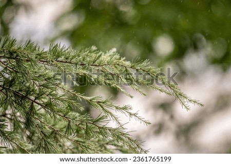 Close up of the branches of a pine tree as water falls on it from a heavy rain from a summer storm