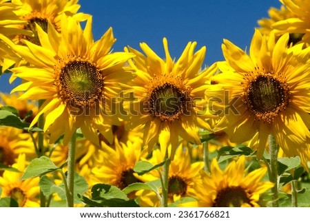 sunflower hot summer day blue sky