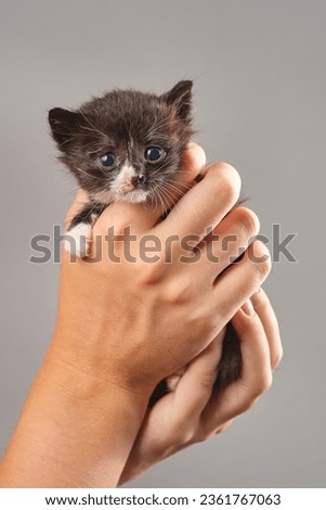 Black kitty in a female arms. Woman holding newborn kitten. Macro. Shallow depth of  field.