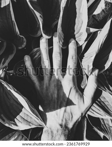 Abstract photograph of a left hand on Hosta ‘so sweet’ perennial garden plant in black and white