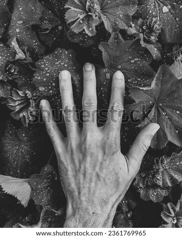 Abstract photograph of a left hand foliage with morning dew water droplets in black and white