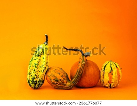 autumn orange levitation pumpkin. High quality photo