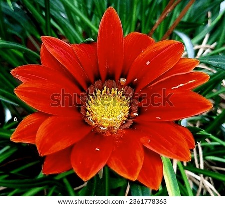 GAZANIA LINEARIS is a species of flowering plant in the family Asteraceae, with thin linear leaves, native to South Africa.