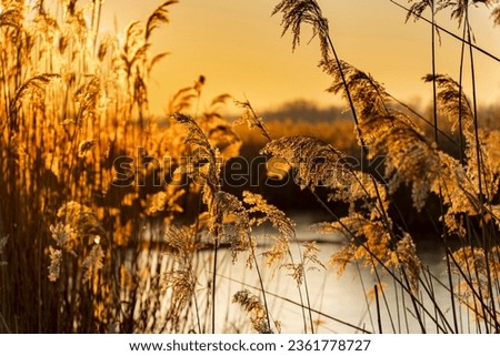 Winter reeds at sunset in yellowish sunshine
