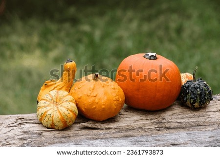 Various colorful pumpkins on a wooden surface in the autumn garden.