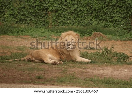 King of Wild Forest, captured from the Dubai Safari Park