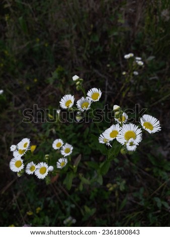 Beautiful white daisies in the evening
