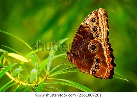 A beautiful butterfly, perched on a leaf, is in front of the residential garden.