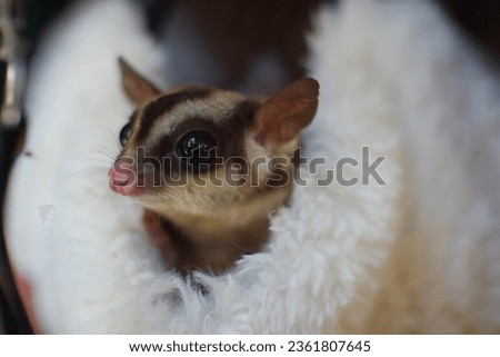 Cute and adorable sugar glider peeking out of its hanging sleeping pouch.