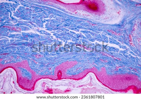 Backgrounds of Characteristics Tissue of Human scalp, Skin human from general body surface and showing sweat glands under microscope. Royalty-Free Stock Photo #2361807801