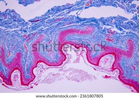 Backgrounds of Characteristics Tissue of Human scalp, Skin human from general body surface and showing sweat glands under microscope. Royalty-Free Stock Photo #2361807805