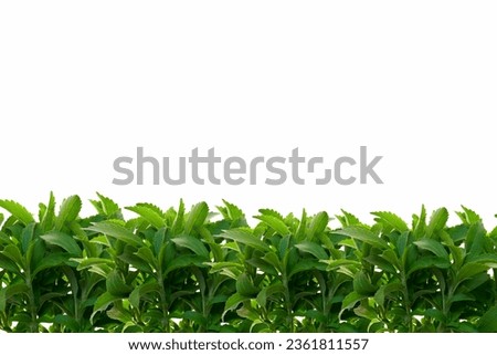 Stevia rebaudiana isolated on white background.Green branches of stevia border. Vegetable sweetener.Alternative Low Calorie Sweetener.Sugar substitute.Natural dietary sweetener 