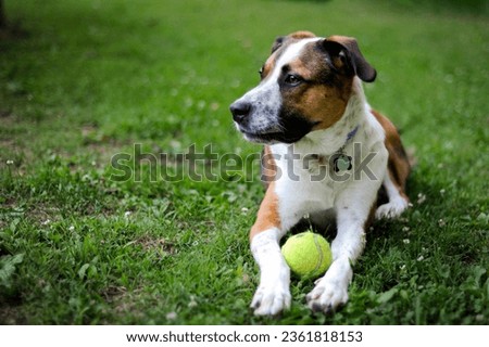 brown and white mixed breed dog with tennis ball laying in bright green grass Royalty-Free Stock Photo #2361818153