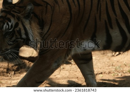 portrait of the body of a Sumatran tiger walking