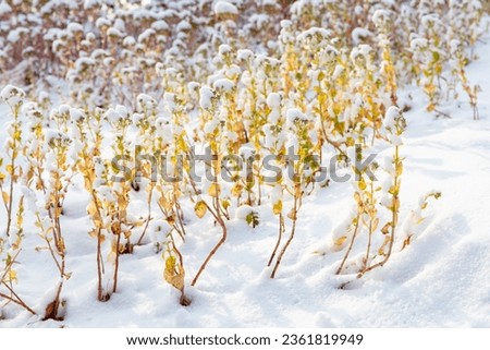 Close-up of dry grass and flowers covered with snow in winter
