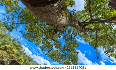 view of the clear sky under a big tree which is shady and cool