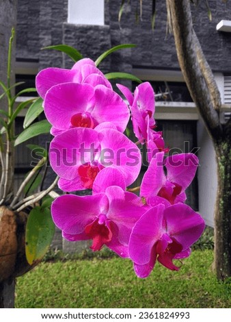 fresh orchid flowers blooming in front of the radiopoetro building, faculty of medicine, gadjah mada university, yogyakarta 1 february 2021 Royalty-Free Stock Photo #2361824993