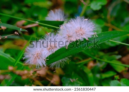 Macro Photography. Plant Closeup. Macro photo of dandelion flowers growing in piles. Four dandelion flowers close together. Bandung - Indonesia
