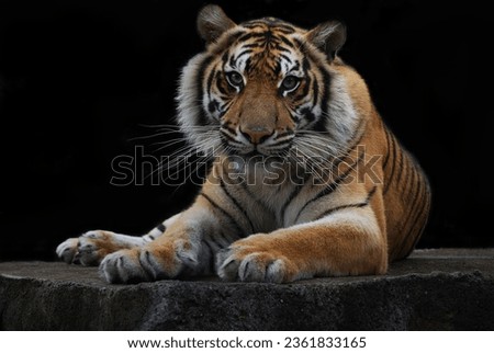 Fine Art portrait picture of beautiful "Bengal Tiger", in color with grainy