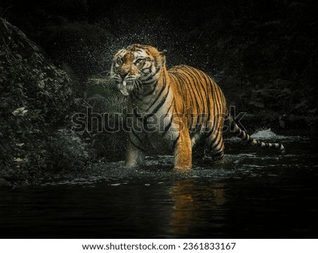 Fine Art portrait picture of beautiful "Bengal Tiger", in color with grainy