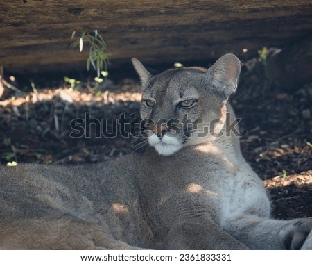  Puma concolor, is a carnivorous mammal from the Felidae family which lives in forests, mountains and deserts throughout America and South Americain in the Paris zoologic park Royalty-Free Stock Photo #2361833331